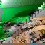 Ritha Saputra profile icon