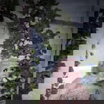 Iis Susilawaty profile icon