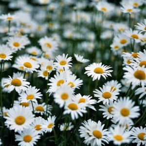 Marisa Humaira profile icon