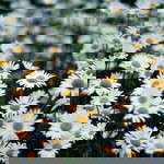 Marisa Humaira profile icon