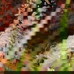 Ardy'InVdrs Part II profile icon