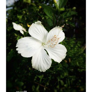 Asieh Junna profile icon