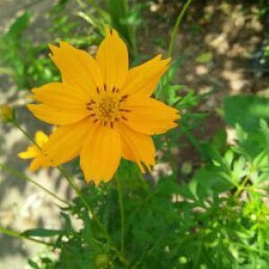 ณิชานันท์ profile icon