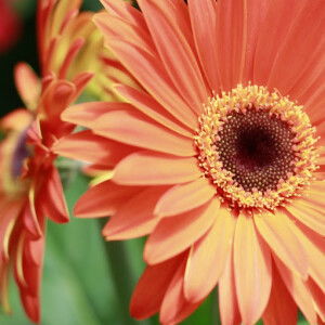 shahida raja tun uda profile icon