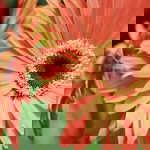 shahida raja tun uda profile icon