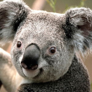 Smile nan ni profile icon