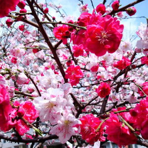 balqis syazwani profile icon