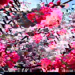 balqis syazwani profile icon