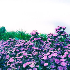 Hong Le Nguyen Thi profile icon