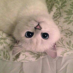 Sarah Kuceng profile icon