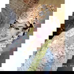 AnisLora profile icon