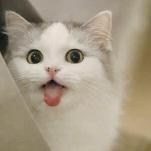 Wanwisa Yenjai profile icon