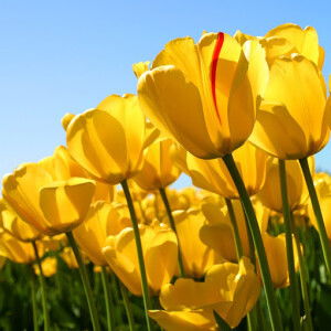 mareeyoh doloh profile icon