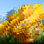 mareeyoh doloh profile icon