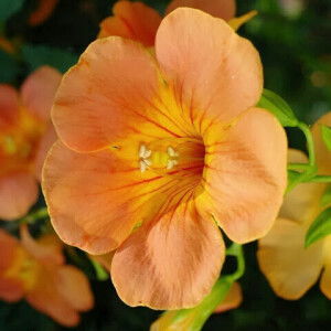 หมีควาย แย้ทะเล profile icon