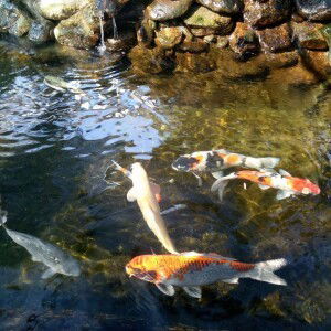 Lai Anh profile icon