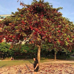 Fitri Indrayanti profile icon