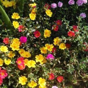 zainur rodiyah profile icon