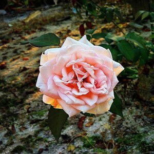 Deby Ayu Putri profile icon