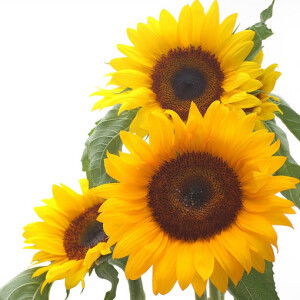 Farhana Aizan profile icon