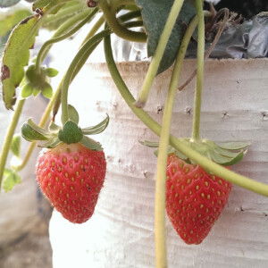 Najwa Nik profile icon