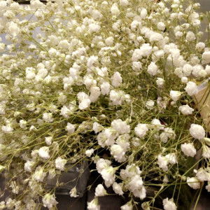 Kanokwan profile icon