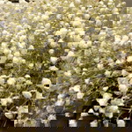 Kanokwan profile icon