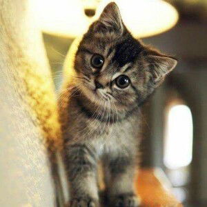 Gladys Sutanto profile icon