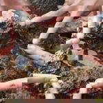 Hastin Sulis Setiyawati profile icon