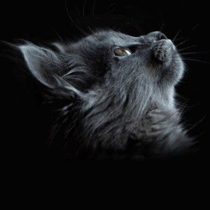 Pantip E-Aiir Santep profile icon