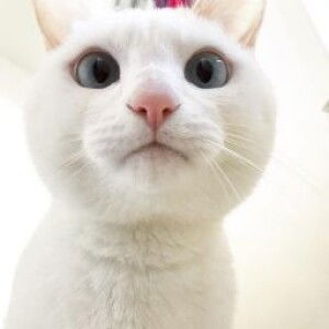 Kitty Sweet profile icon