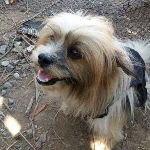 Huawei Yprime profile icon