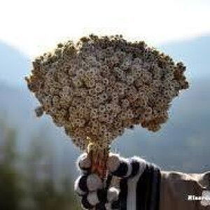 Hasri Ardilla profile icon