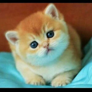 Nafiza Arlita Fahma profile icon