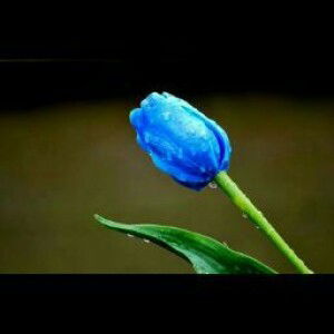 Mega Astia profile icon