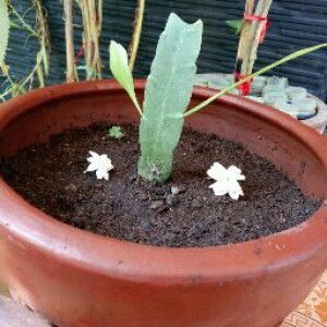 Mab Rur profile icon