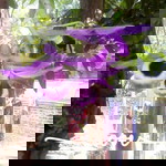 Truong Giang profile icon