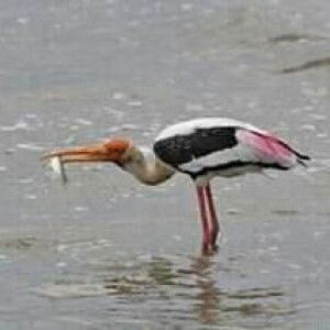 กระสา-ยางนา profile icon