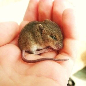 Thanhmo Tran profile icon