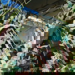 Ellysa Octaviana profile icon