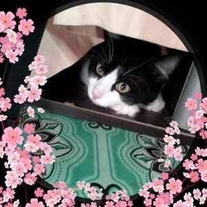 Li Yao Nan Ash profile icon