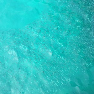 Asiah Johari profile icon