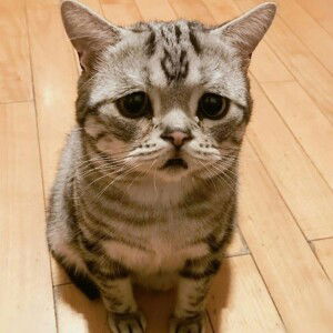 แมวเหมียว ผู้เดียวดาย profile icon