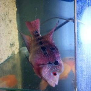 Ipunk Visiela profile icon