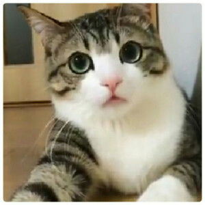 saowawan charensilp profile icon