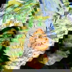 Becca Gadioma II profile icon