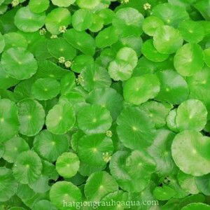 Ngân Trần profile icon