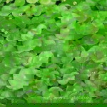 Ngân Trần profile icon