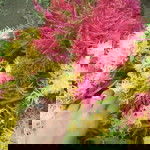 Devie Je Nong profile icon