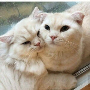 Thewy Suriyahtii profile icon